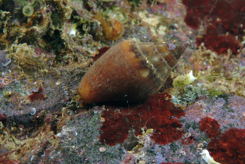 Columbella rustica